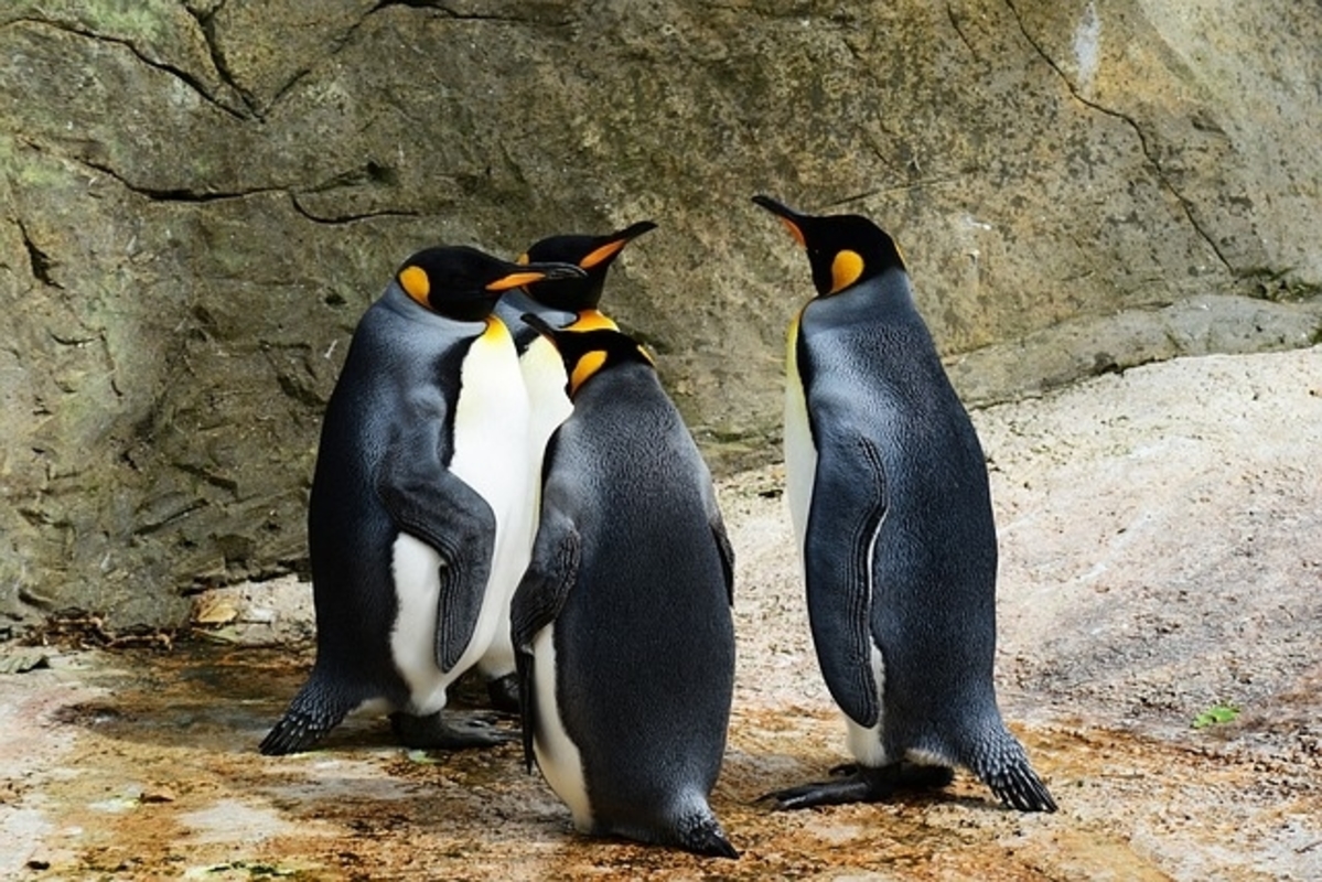 king penguin, penguins, group